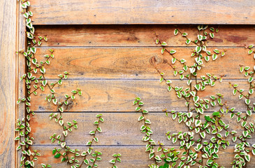 Wood wall covery by ivy plant