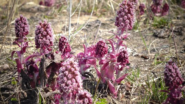 Common Butterbur Petasites hybridus, herbaceous perennial plant Asteraceae family, spring primrose