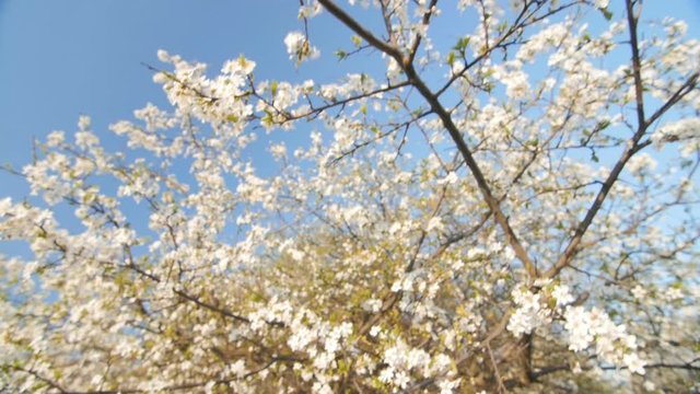 Branch of a blooming plum tree with beautiful white flowers. Slow motion.
