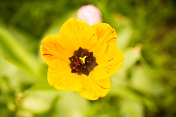 Gelb - Rote Tulpe