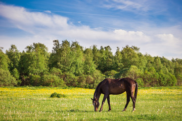 Beautiful horse is eating grass in the field.