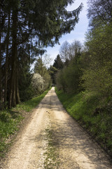 Einsamer Waldweg im Sommer