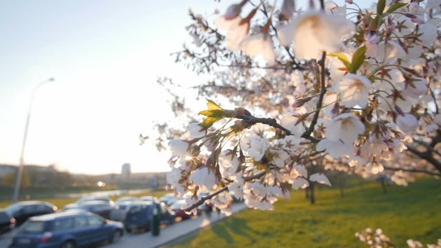 Branch of a blossoming cherry tree. Shallow depth of field. Cars in the background.