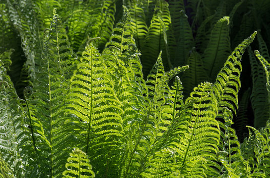 Young leaves of a fern in the sun.