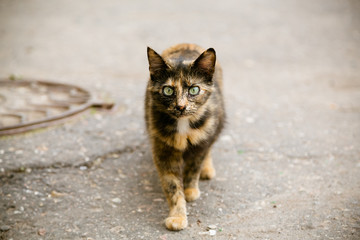 Portrait of cat walking at the street