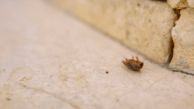 Female desert sand cockroach aka Arenivaga africana on its back - slow motion