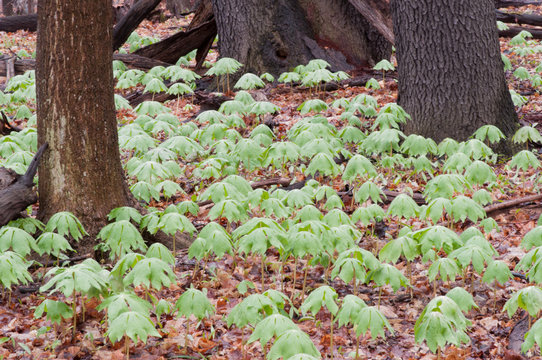 Mayapple Plants