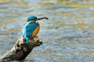 common kingfisher alcedo atthis sitting on branch over river with small fish in the beak