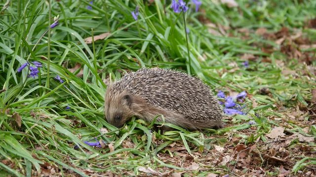 Hedgehog ( Erinaceidae ) in a Carpet of Bluebells