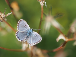 Obraz premium Pseudophilotes baton, Baton blue butterfly. Note narrow depth of field.