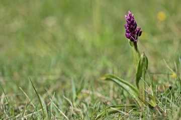 Stattliches Knabenkraut (Orchis mascula) 
