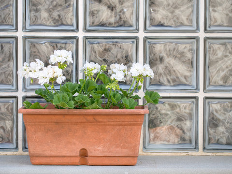White geraniums in planter on window sill,