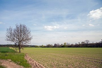 Fototapeta na wymiar Baum auf Feld