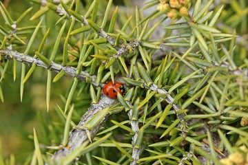 Marienkäfer ( Coccinella septempunctata) auf Wacholder