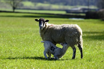 Fototapeta premium Feeding time