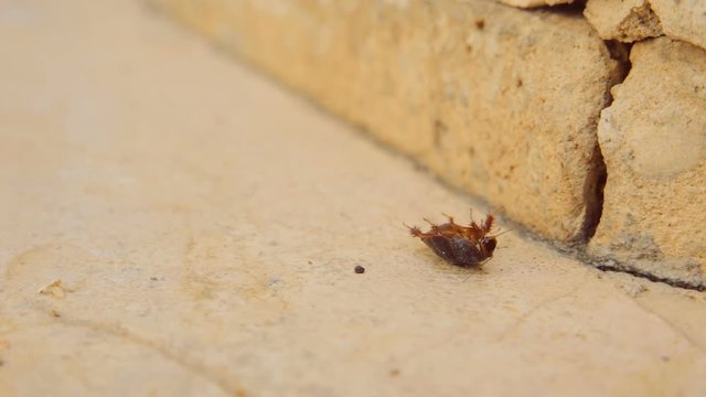 Female desert sand cockroach aka Arenivaga africana on its back.