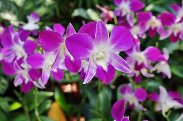 Fototapeta na wymiar Pink and white Dendrobium orchid flower