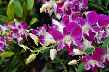 Pink and white Dendrobium orchid flower