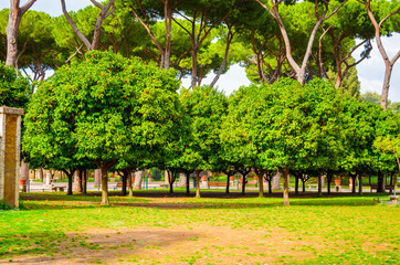 Fototapeta na wymiar orange gardens in Rome, Italy