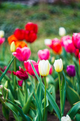 Spring time garden