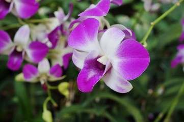 Pink and white Dendrobium orchid flower