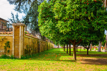 orange gardens in Rome, Italy
