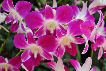 Naklejka na ściany i meble Pink and white Dendrobium orchid flower