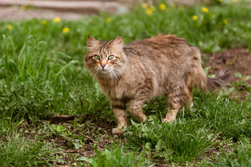 Portrait of cat walking at the street
