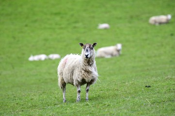 Looking for her offspring