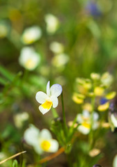 Wild white viola flowers