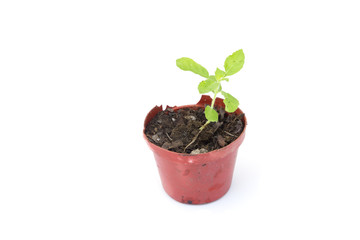 Plant a tree isolated on white background