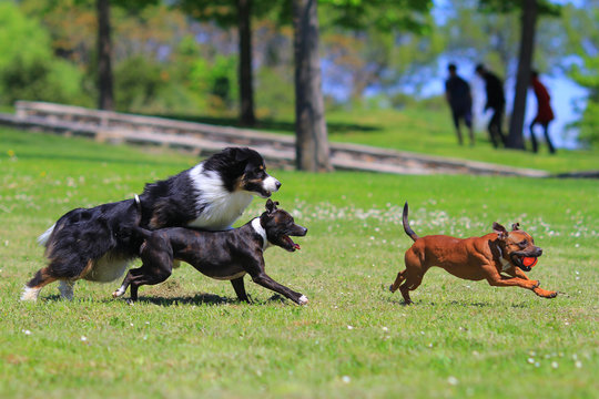 Staffordshire bull terrier paying