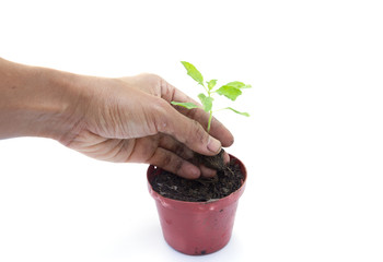 Plant a tree isolated on white background