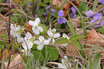 Weißling des Rauen Veilchens (Viola hirta)