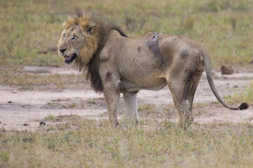 Injured old lion male lying in the grass and lick his wounds