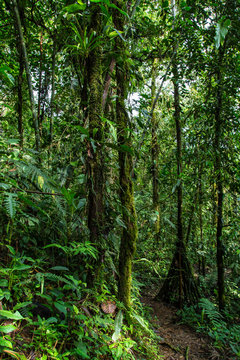 Fototapeta Path in the rainforest, Ecuador west of the Andes, Choco