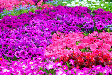 Field of different flowers