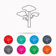 Pine tree icon. Forest wood sign.