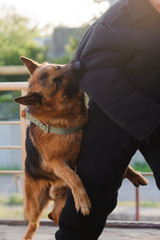 German shepherd dog in training