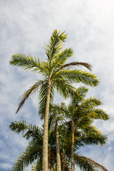 Fototapeta na wymiar Bactris gasipaes (Pupunha) trees