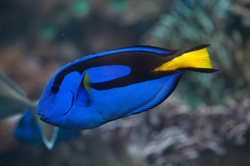 Fototapeta na wymiar Blue surgeonfish (Paracanthurus hepatus).