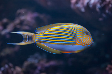 Fototapeta na wymiar Blue banded surgeonfish (Acanthurus lineatus).