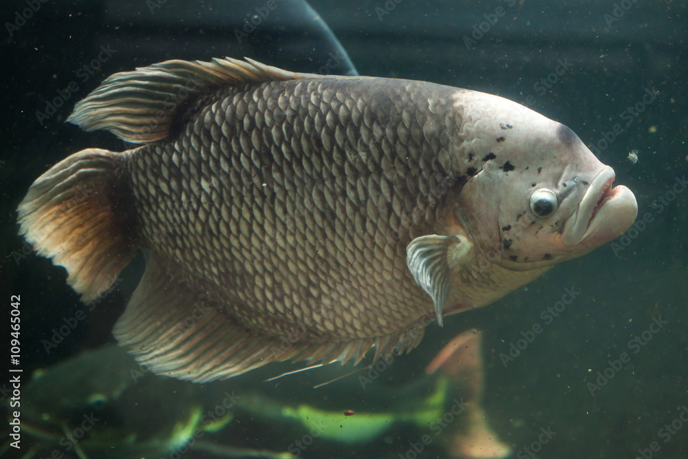 Wall mural Giant gourami (Osphronemus goramy).