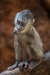 Drill monkey (Mandrillus leucophaeus).