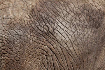 Obraz premium African bush elephant (Loxodonta africana). Skin texture.