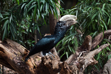Silvery-cheeked hornbill (Bycanistes brevis).
