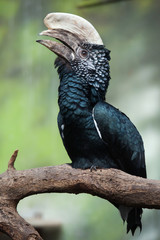 Silvery-cheeked hornbill (Bycanistes brevis).