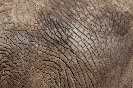 African bush elephant (Loxodonta africana). Skin texture.