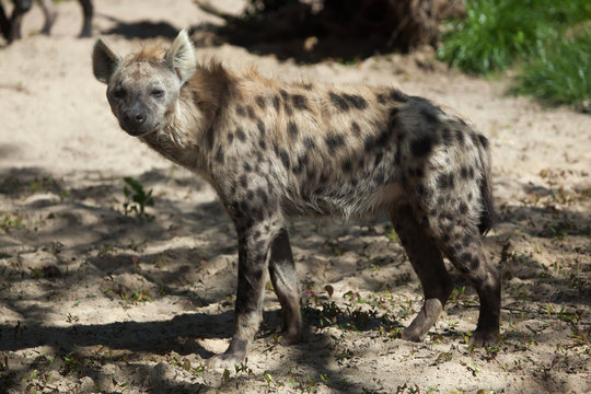 Spotted hyena (Crocuta crocuta).