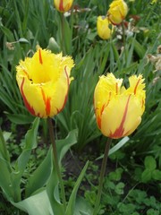 Fototapeta premium Fringed tulips flowers 'Flamenco' (red and yellow)